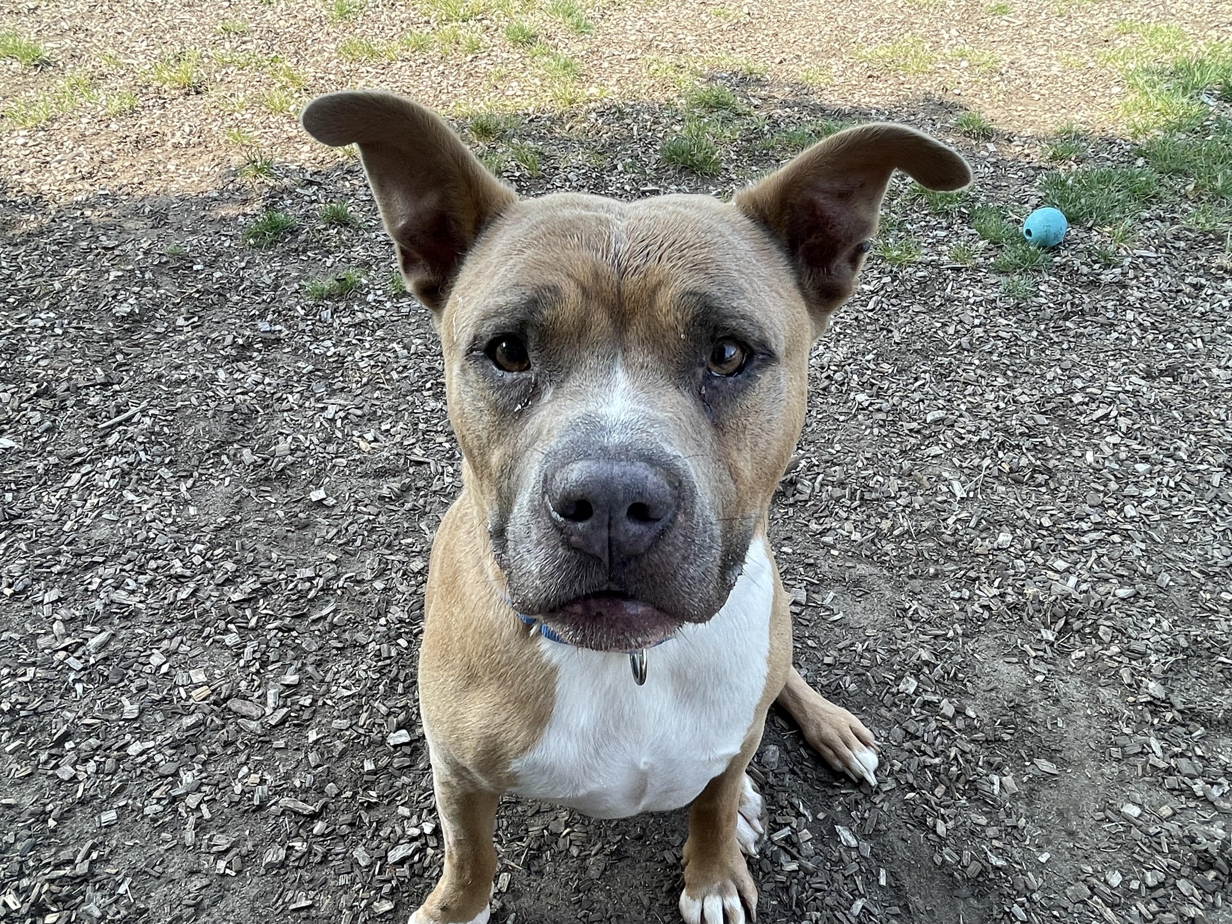 Clyde (Not On-site), a Adoptable Mixed Breed in Mount Pleasant, MI image 1/3