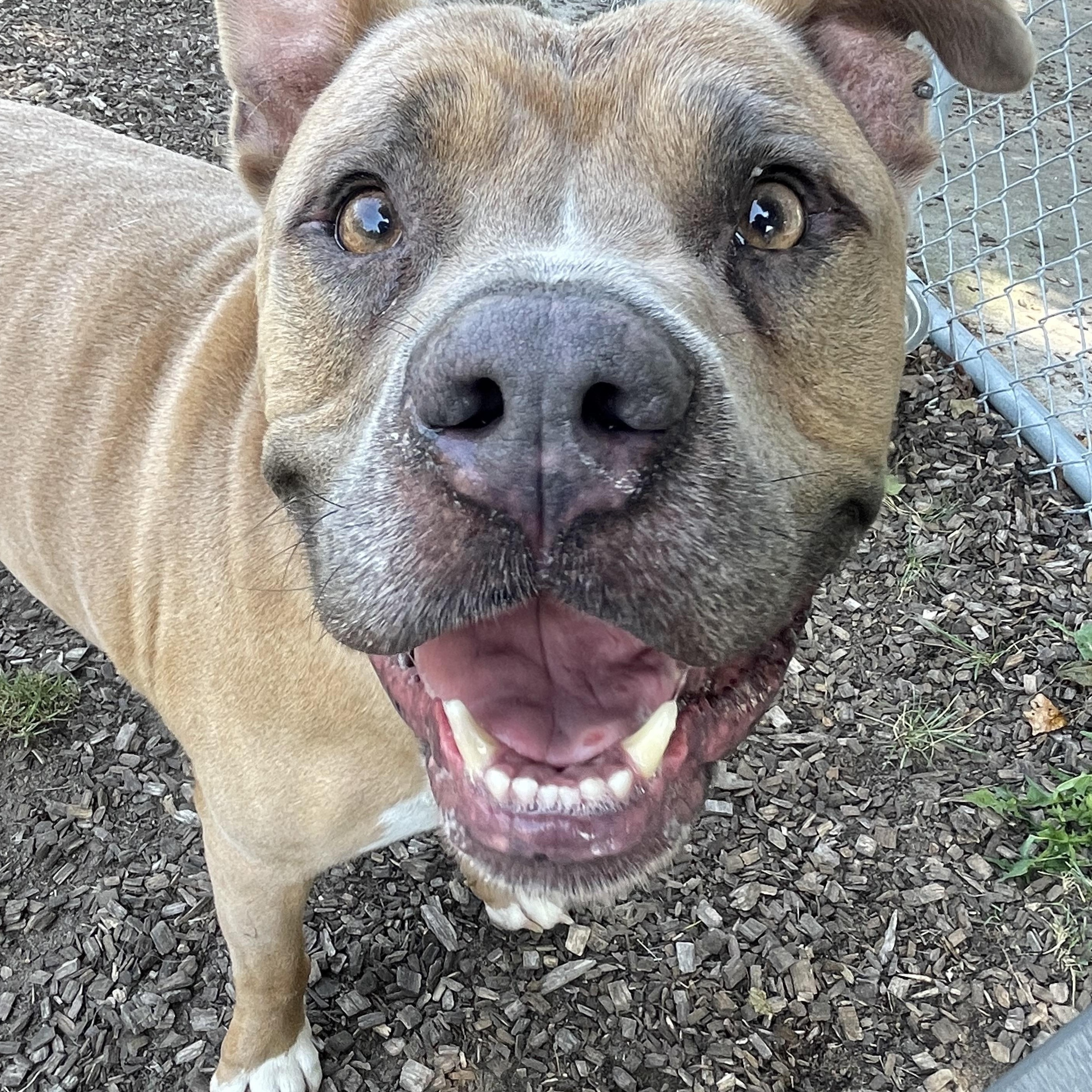 Clyde (Not On-site), a Adoptable Mixed Breed in Mount Pleasant, MI image 2/3
