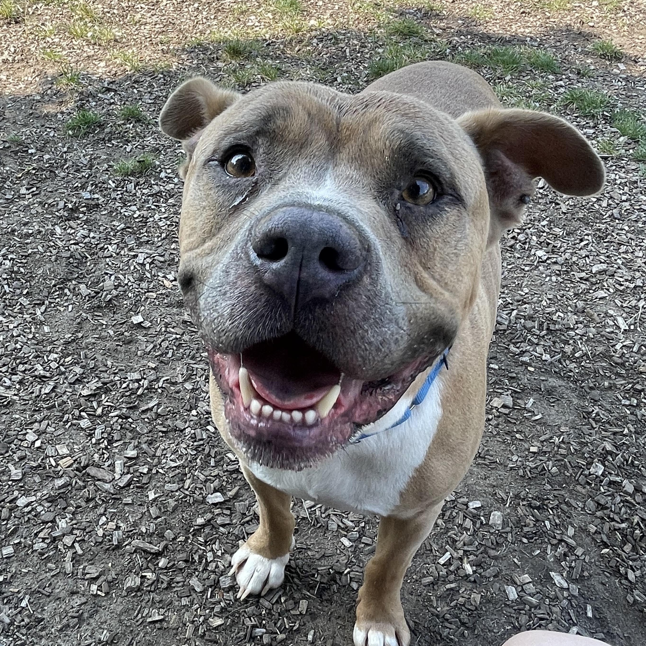 Clyde (Not On-site), a Adoptable Mixed Breed in Mount Pleasant, MI image 3/3