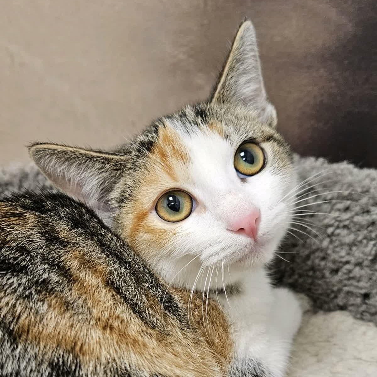 Enlarge Pearl, a ADOPTABLE Domestic Short Hair in Cookeville, TN image 2/2