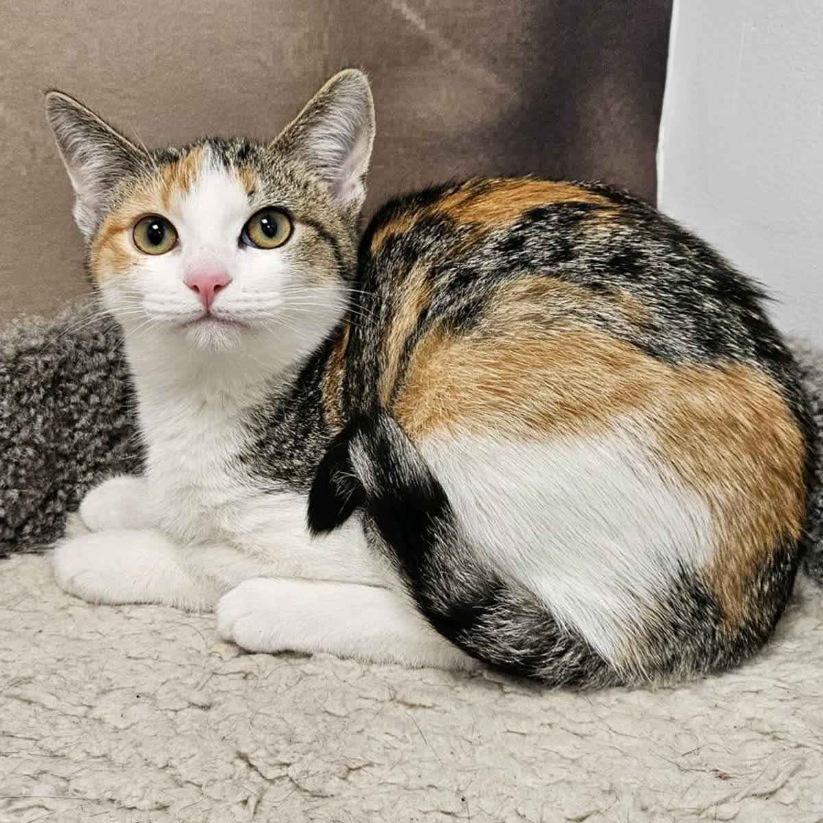 Enlarge Pearl, a ADOPTABLE Domestic Short Hair in Cookeville, TN image 1/2