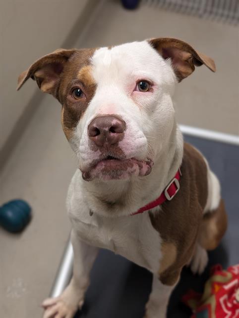 Enlarge ACE, a Adoptable mixed breed in Kent, WA image 1/1