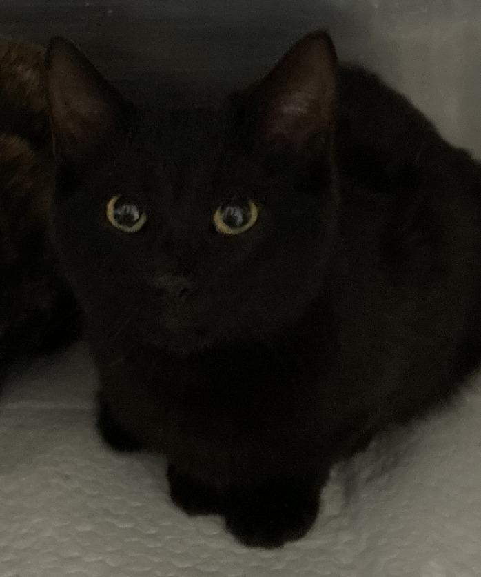 Enlarge Jethro, a Adoptable mixed breed in Brownwood, TX image 1/1