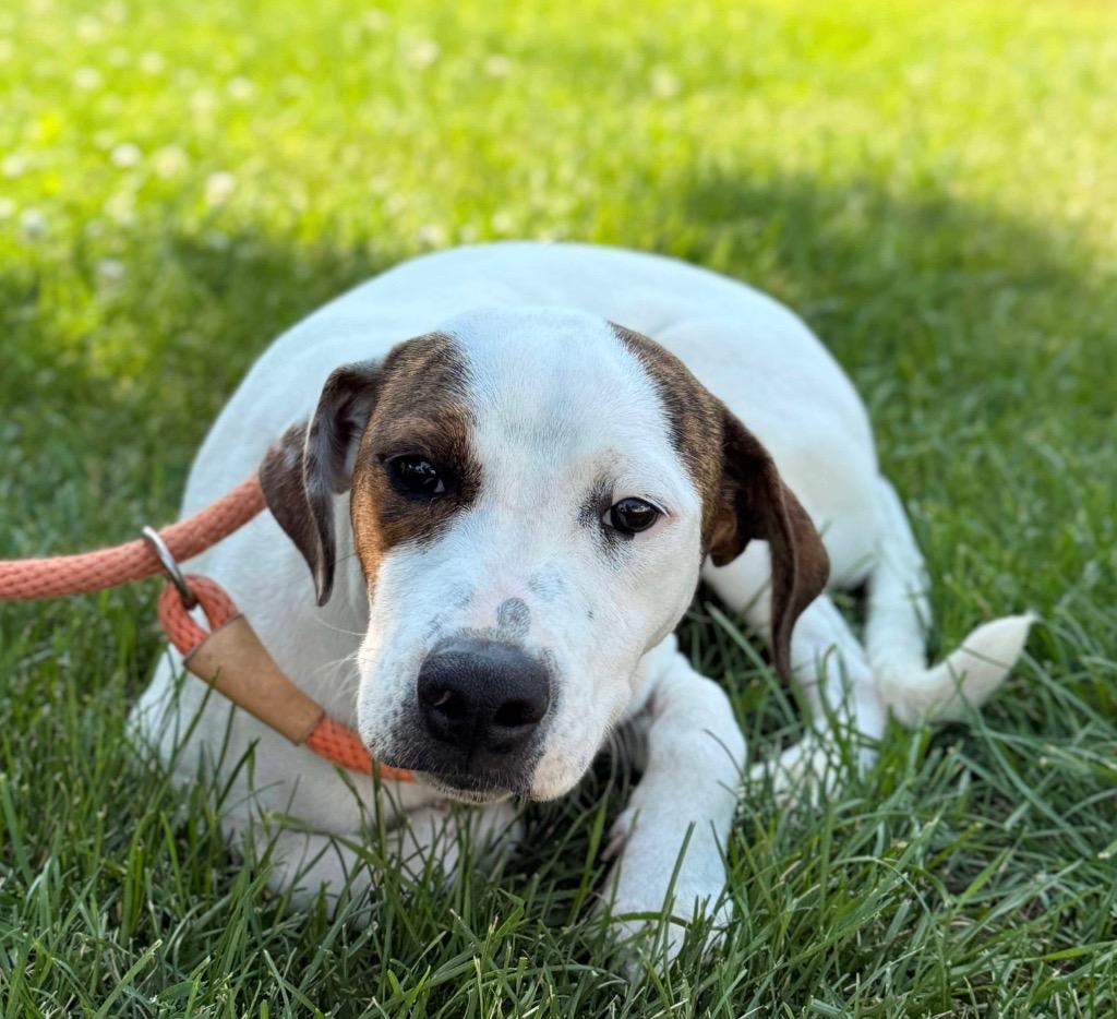 Flame, Adopted, Young Female Chihuahua & Mixed Breed.