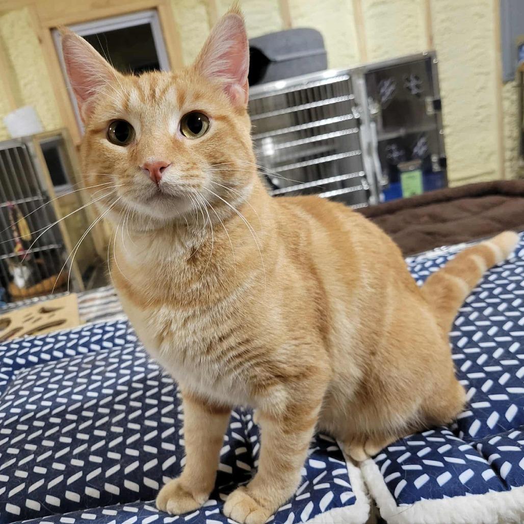 Rusty, a Adoptable Domestic Short Hair in Flower Mound, TX image 5/6