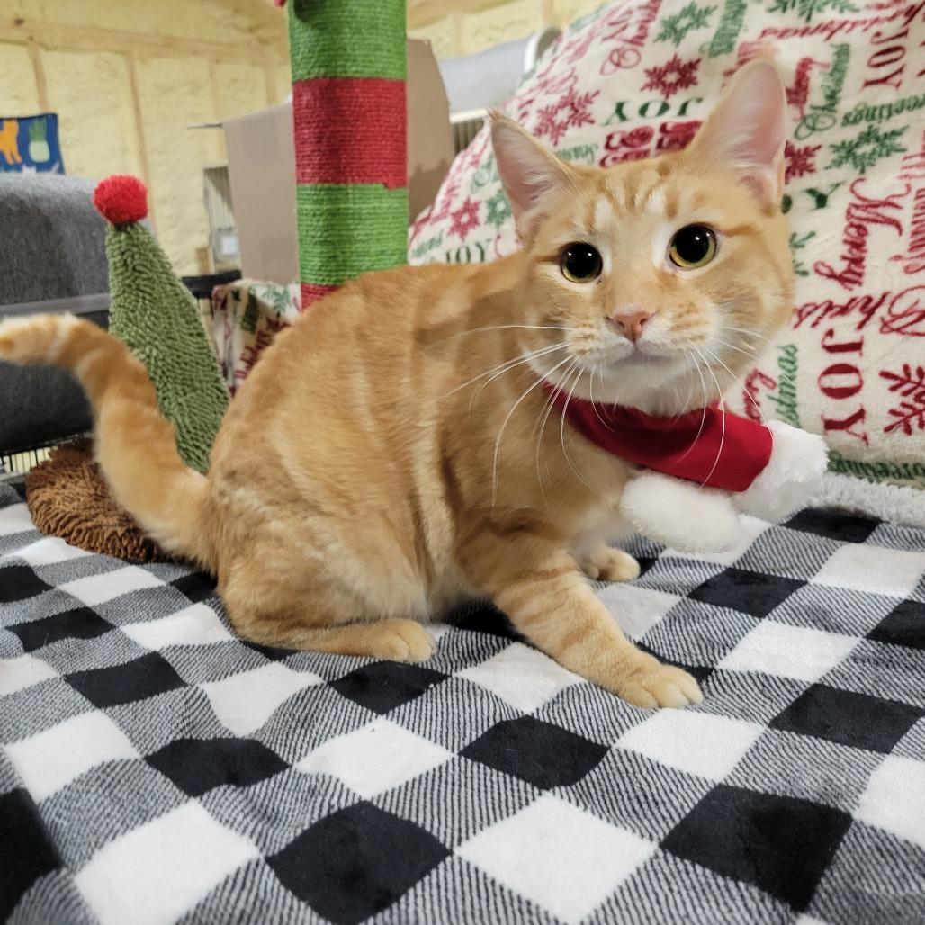 Rusty, a Adoptable Domestic Short Hair in Flower Mound, TX image 6/6