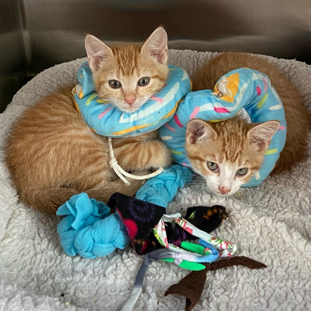 Enlarge Phoenix Bonded to Orion, a Adoptable Domestic Short Hair in Newark, DE image 1/1