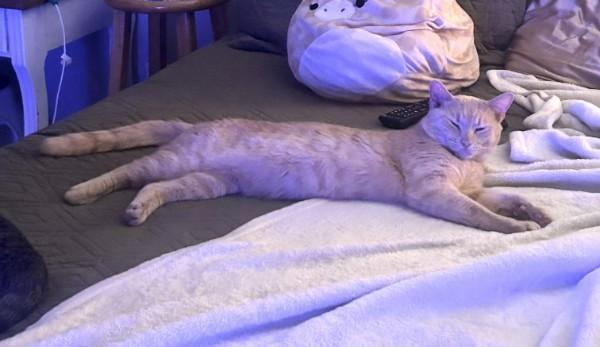 Enlarge Otis, an adopted Domestic Short Hair in Wilmington, NC image 6/6