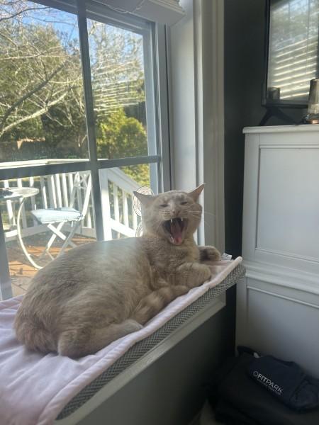 Enlarge Otis, an adopted Domestic Short Hair in Wilmington, NC image 5/6