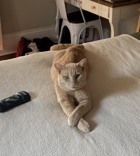 Otis, adopted, Adult Male Domestic Short Hair.