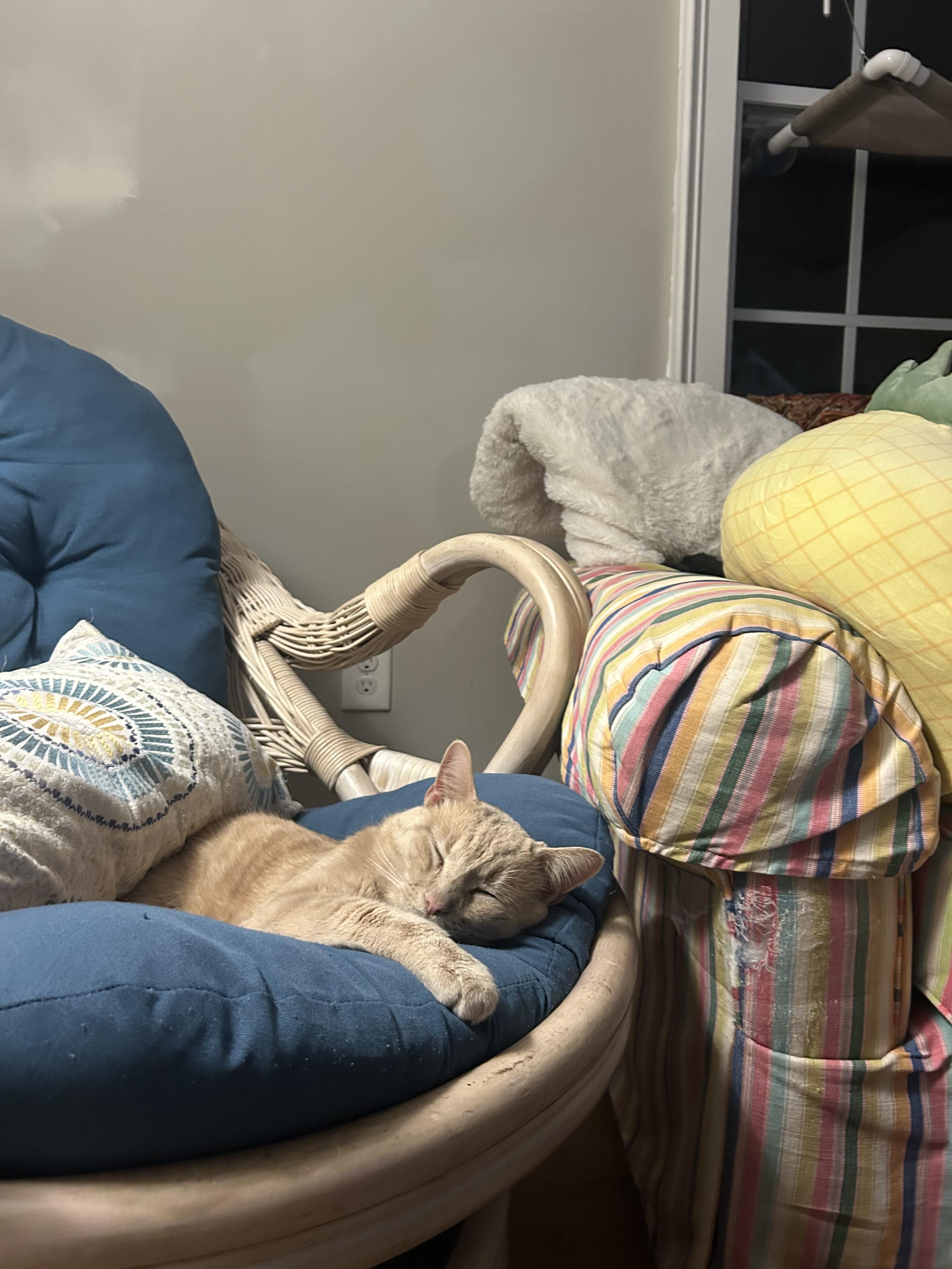 Enlarge Otis, an adopted Domestic Short Hair in Wilmington, NC image 2/6