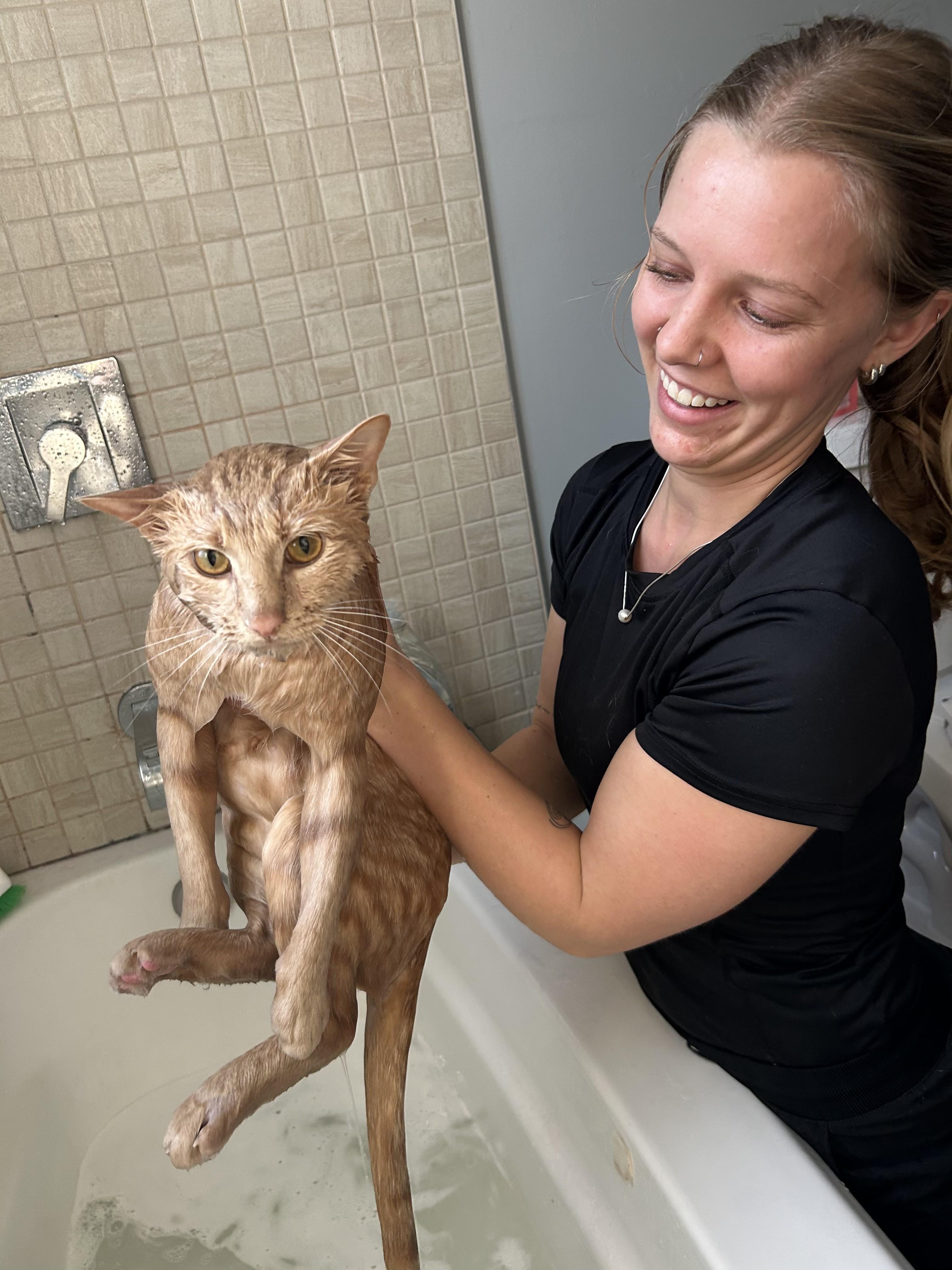 Enlarge Otis, an adopted Domestic Short Hair in Wilmington, NC image 4/6