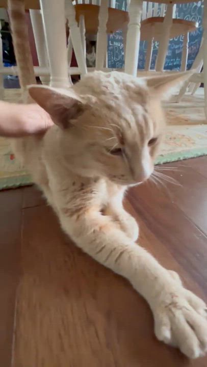 Enlarge Otis, an adopted Domestic Short Hair in Wilmington, NC video 3/6