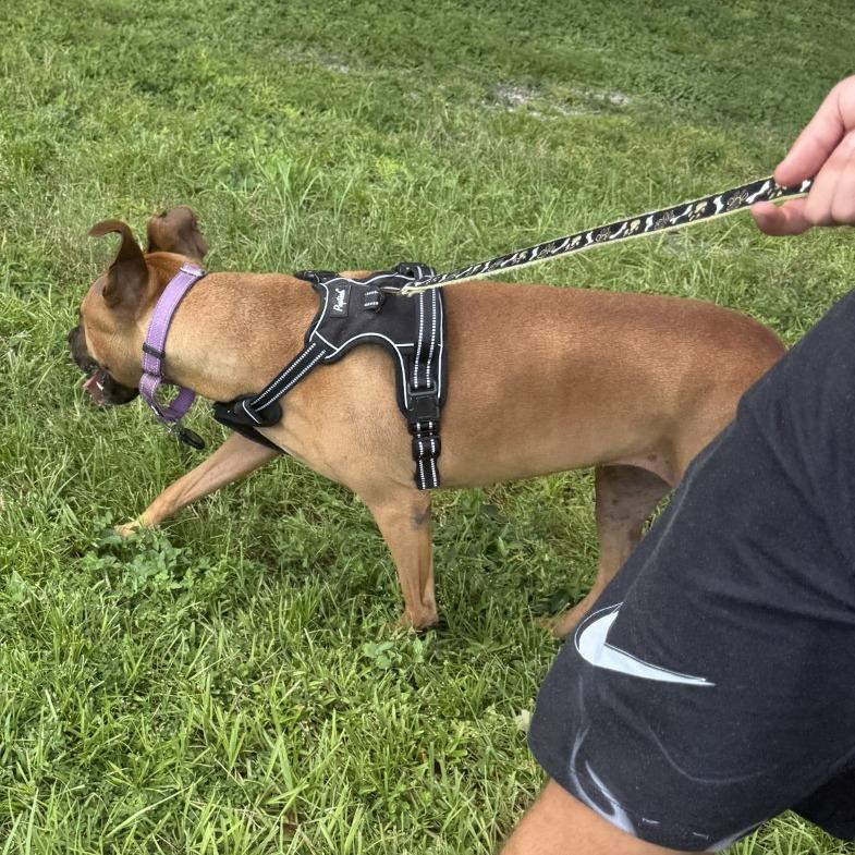 Enlarge Shae, a Adoptable mixed breed in Lakeland, FL image 1/6