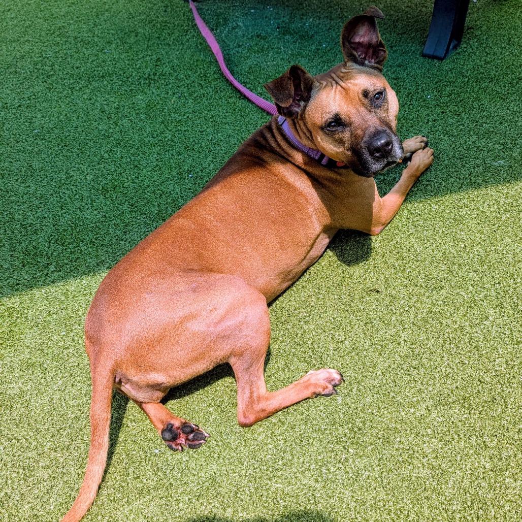 Enlarge Shae, a Adoptable mixed breed in Lakeland, FL image 2/6