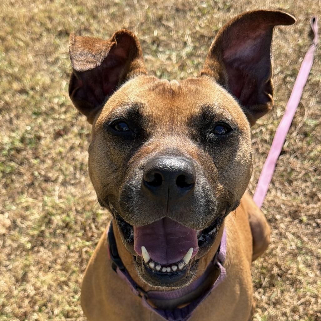 Enlarge Shae, a Adoptable mixed breed in Lakeland, FL image 3/6