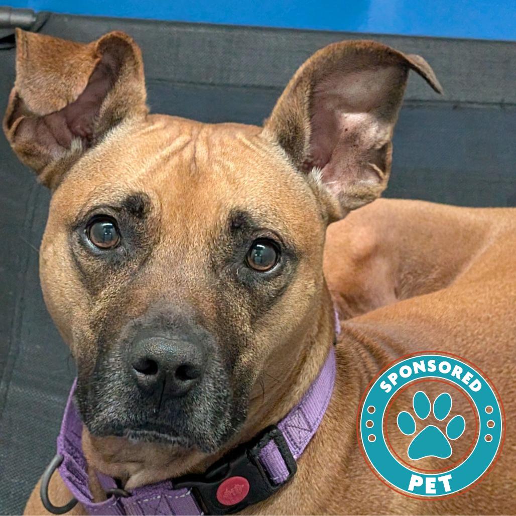 Enlarge Shae, a Adoptable mixed breed in Lakeland, FL image 4/6