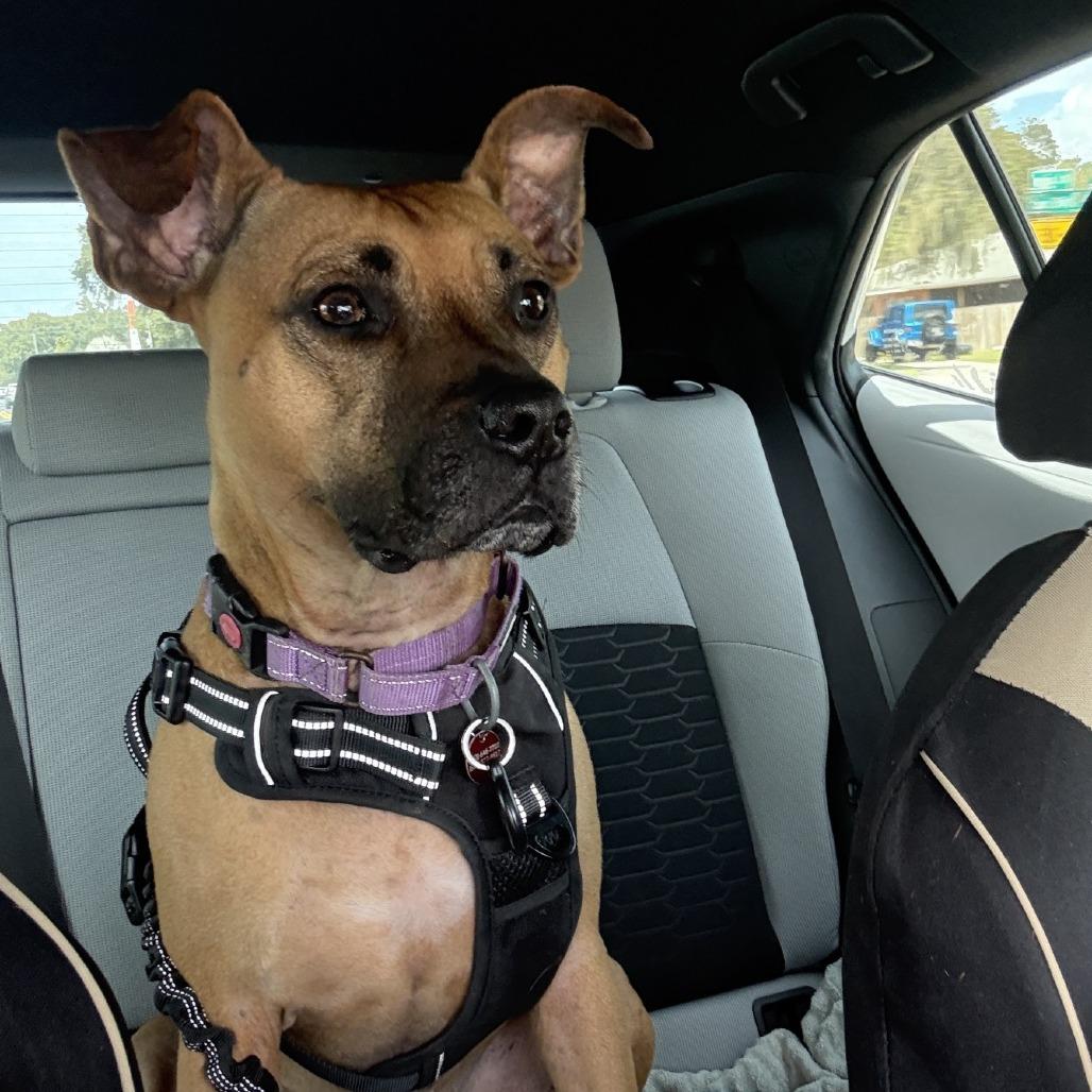 Enlarge Shae, a Adoptable mixed breed in Lakeland, FL image 5/6