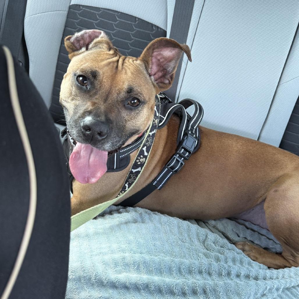 Enlarge Shae, a Adoptable mixed breed in Lakeland, FL image 6/6