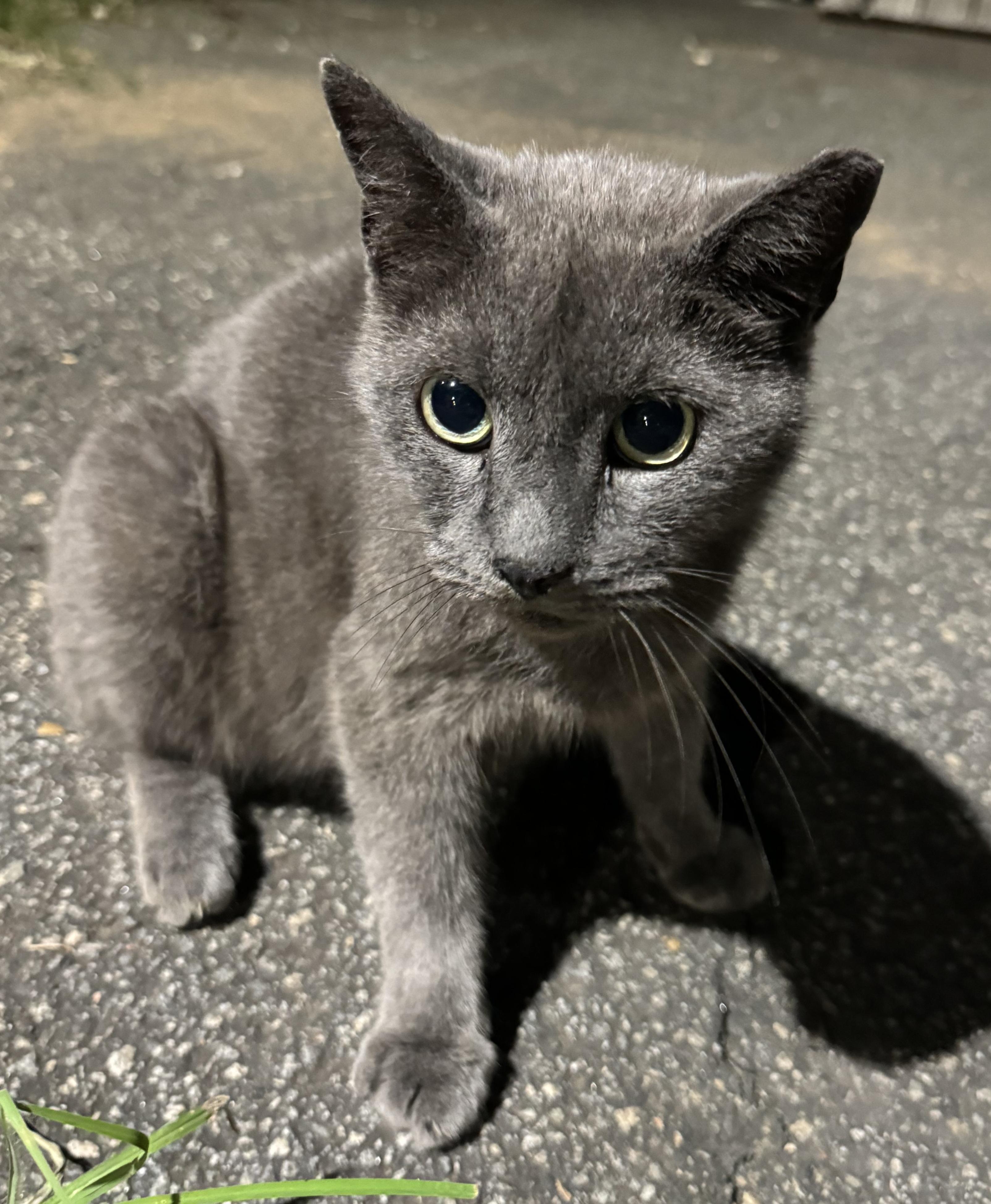 Sam, Adopted, Adult Male Domestic Short Hair.