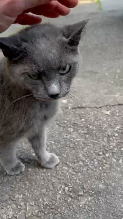 Enlarge Sam, a Adopted Domestic Short Hair in Ellijay, GA video 2/2