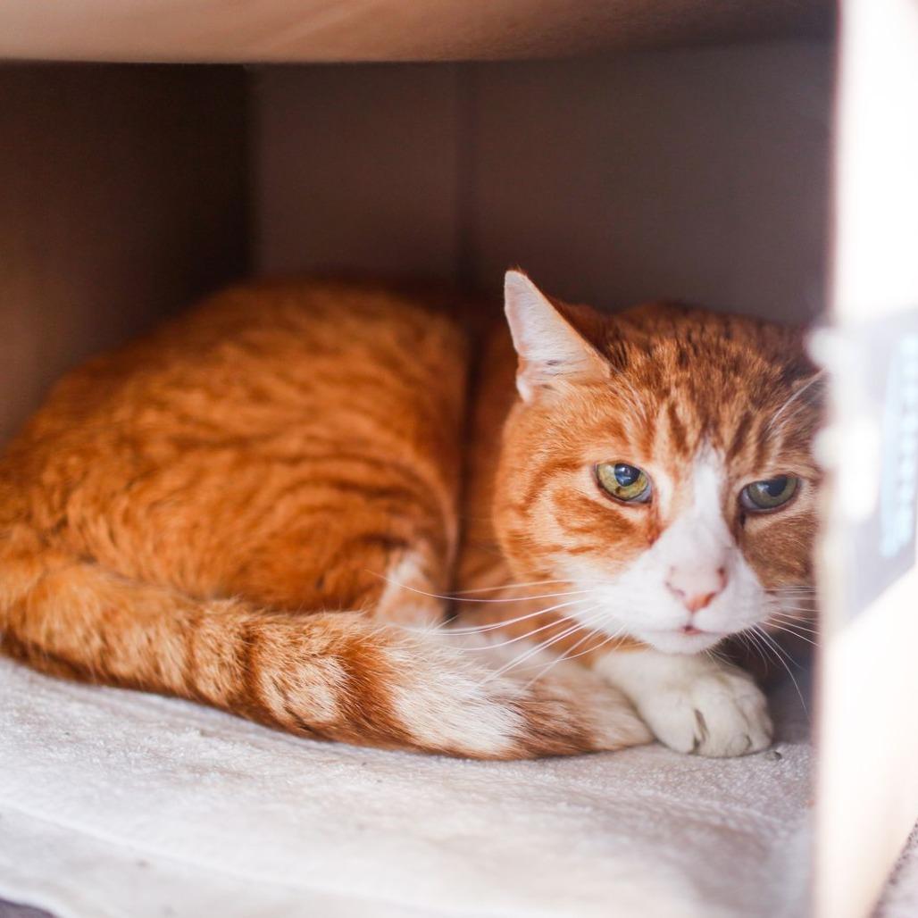 Enlarge Piano, a Adoptable Domestic Short Hair in Dover, NH image 2/4