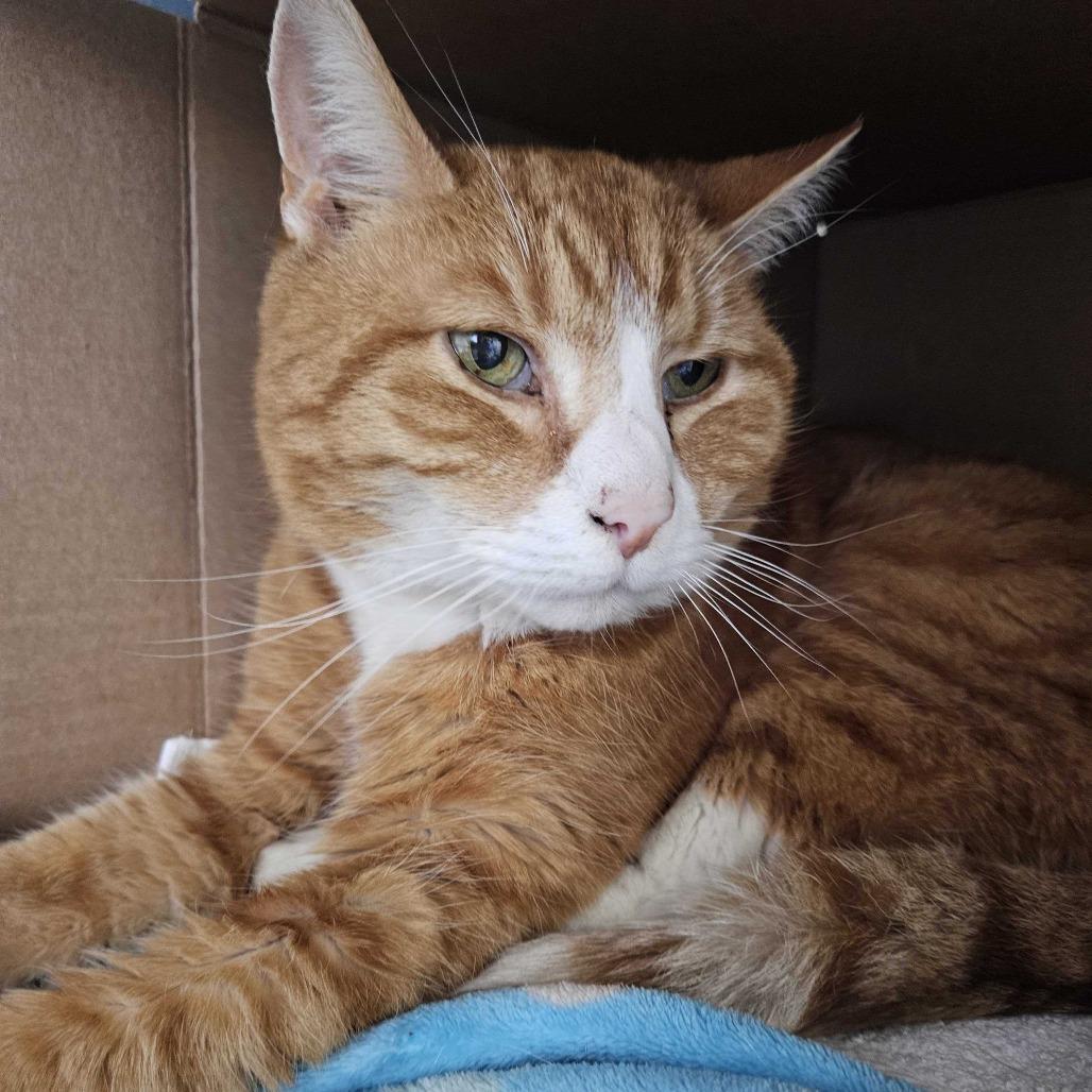 Enlarge Piano, a Adoptable Domestic Short Hair in Dover, NH image 3/4