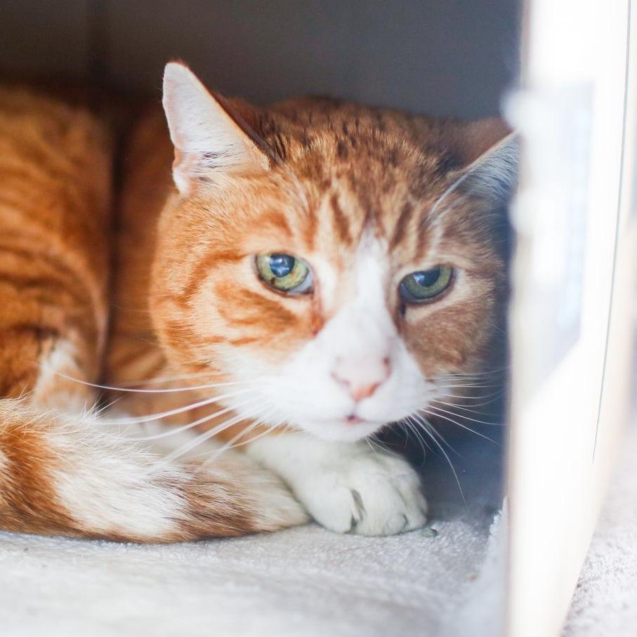 Enlarge Piano, a Adoptable Domestic Short Hair in Dover, NH image 4/4