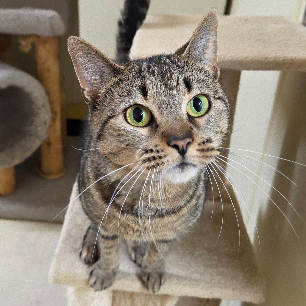 Enlarge Honey Bun, a Adoptable Domestic Short Hair in Pontiac, IL image 1/6