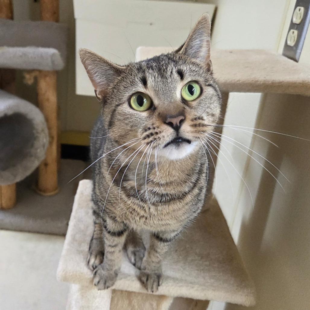 Enlarge Honey Bun, a Adoptable Domestic Short Hair in Pontiac, IL image 2/6