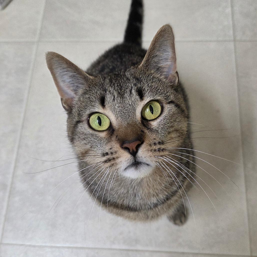 Honey Bun, Adoptable, Adult Female Domestic Short Hair.