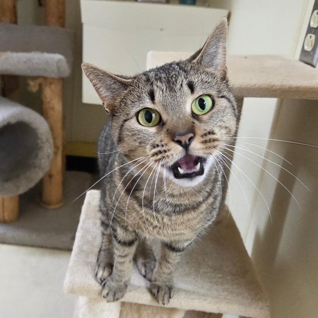 Honey Bun, a Adoptable Domestic Short Hair in Pontiac, IL image 2/6