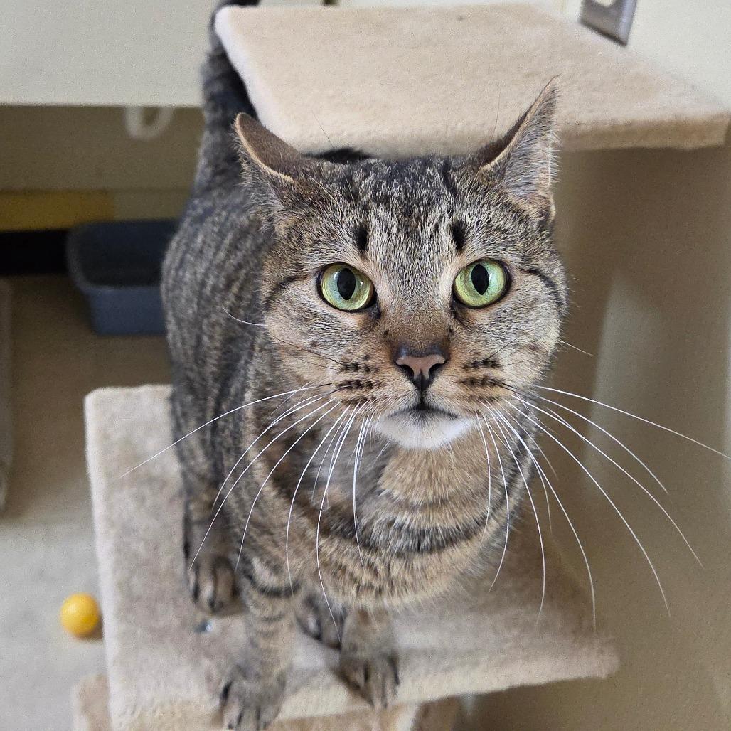 Enlarge Honey Bun, a Adoptable Domestic Short Hair in Pontiac, IL image 3/6