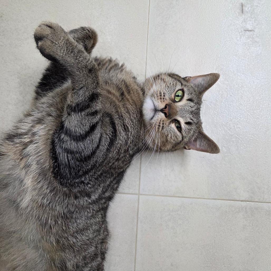 Honey Bun, a Adoptable Domestic Short Hair in Pontiac, IL image 3/6