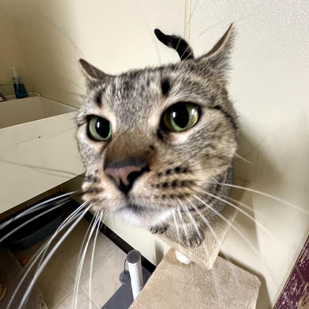 Honey Bun, a Adoptable Domestic Short Hair in Pontiac, IL image 4/6