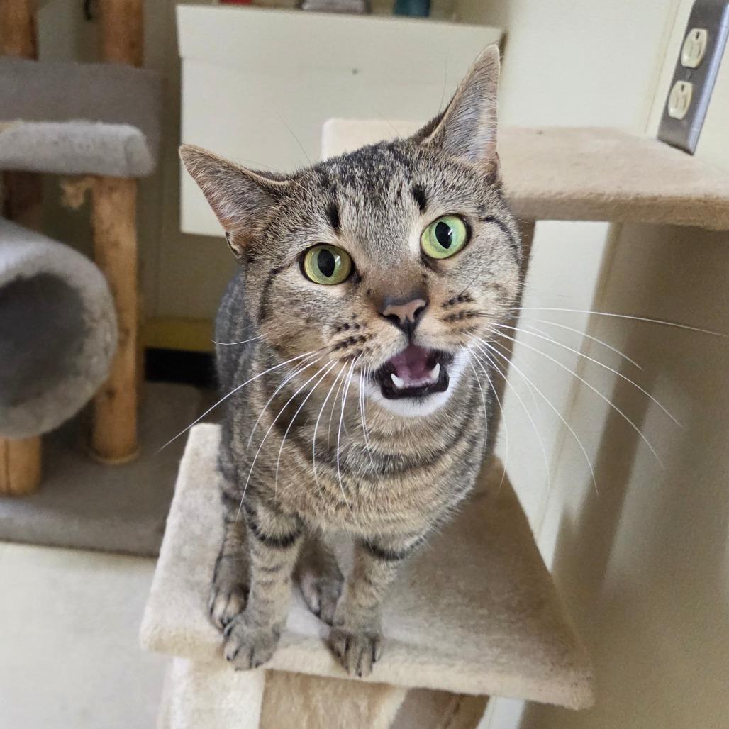 Enlarge Honey Bun, a Adoptable Domestic Short Hair in Pontiac, IL image 4/6