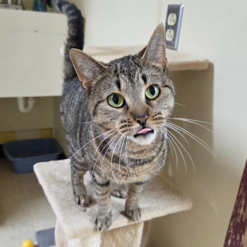 Enlarge Honey Bun, a Adoptable Domestic Short Hair in Pontiac, IL image 5/6