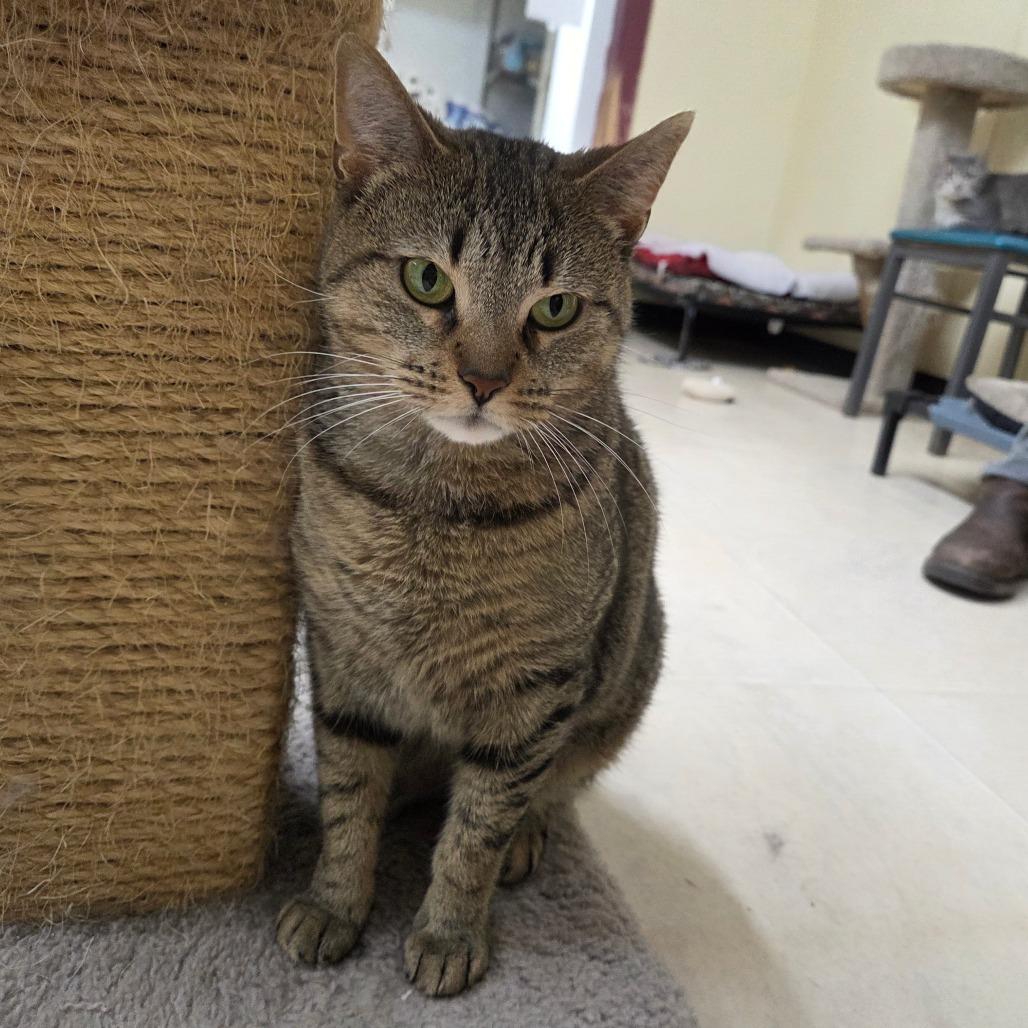 Honey Bun, a Adoptable Domestic Short Hair in Pontiac, IL image 5/6