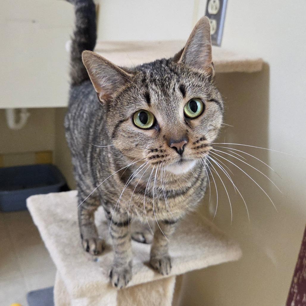 Enlarge Honey Bun, a Adoptable Domestic Short Hair in Pontiac, IL image 6/6