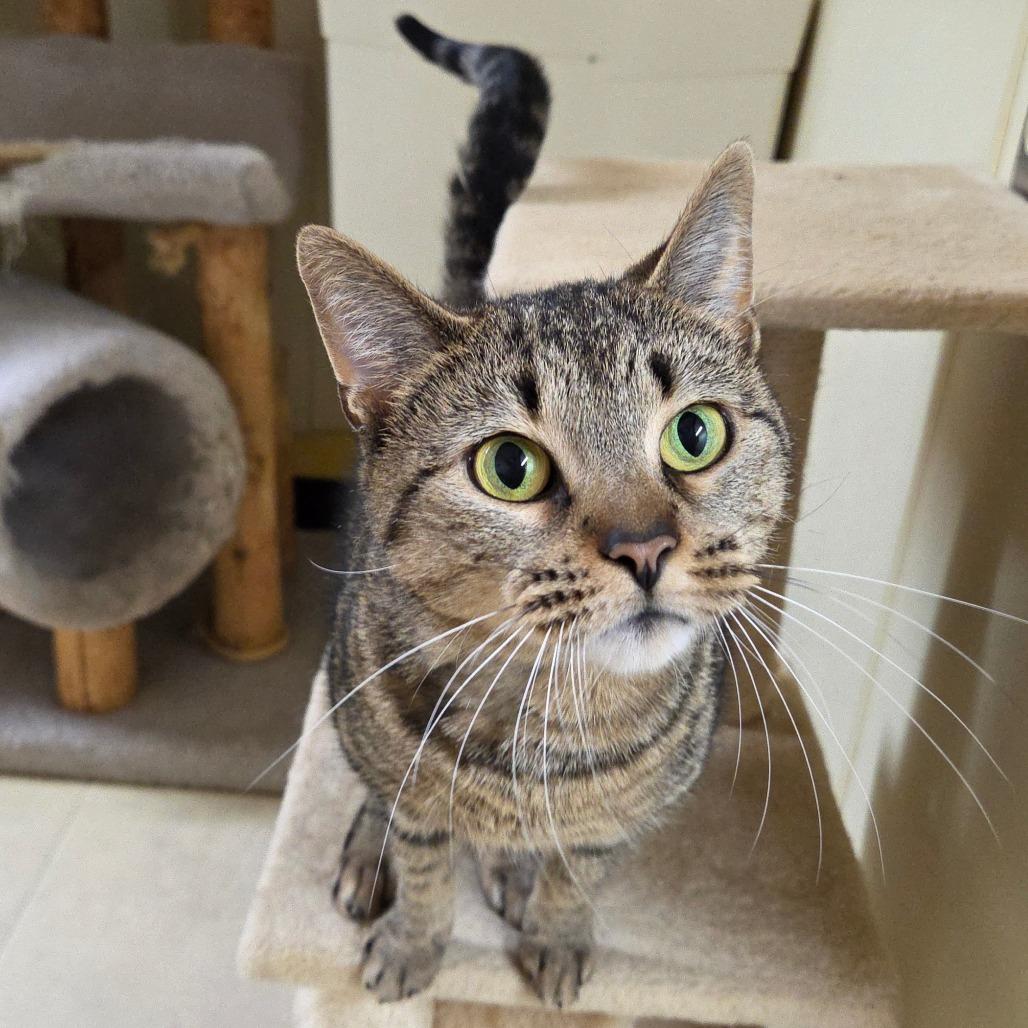 Honey Bun, a Adoptable Domestic Short Hair in Pontiac, IL image 6/6