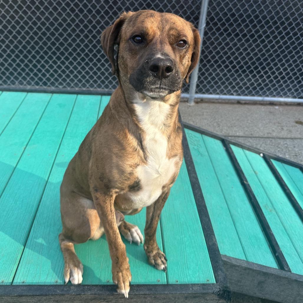 Sher Khan, Adoptable, Young Male Mixed Breed.