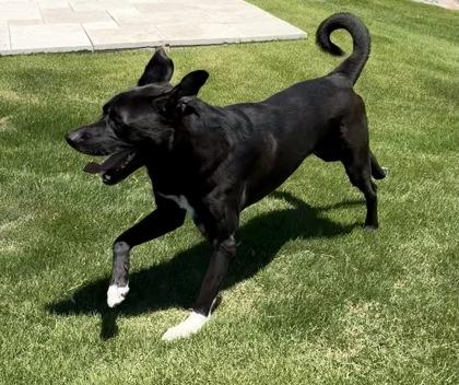 Bowie, Adoptable, Adult Male Retriever & Mixed Breed.