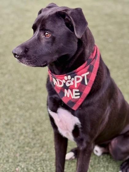 Enlarge Bowie, a Adoptable mixed breed in Fort Worth, TX image 1/3