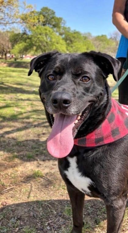 Bowie, Adoptable, Adult Male Retriever & Mixed Breed.