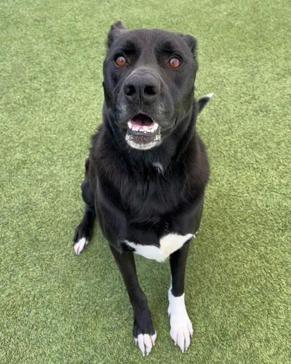 Enlarge Bowie, a Adoptable mixed breed in Fort Worth, TX image 2/3
