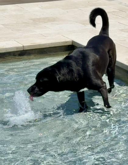 Bowie, a Adoptable mixed breed in Fort Worth, TX image 2/3