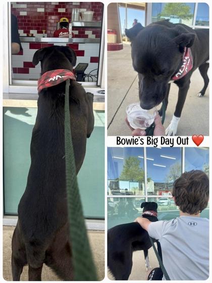 Enlarge Bowie, a Adoptable mixed breed in Fort Worth, TX image 3/3