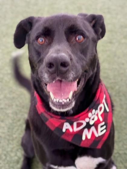 Bowie, a Adoptable mixed breed in Fort Worth, TX image 3/3