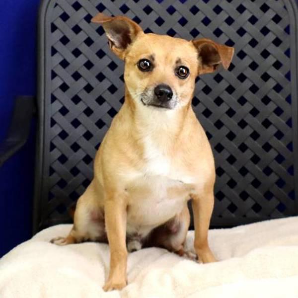 Enlarge Prince Buddy, a Adoptable mixed breed in Midland, TX image 1/5