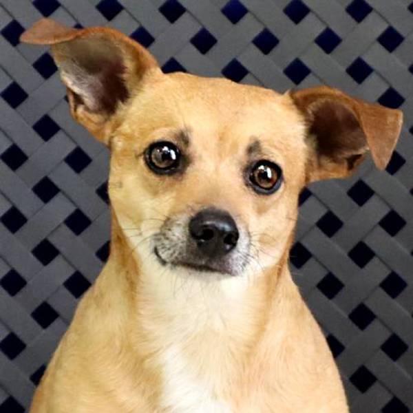 Enlarge Prince Buddy, a Adoptable mixed breed in Midland, TX image 2/5